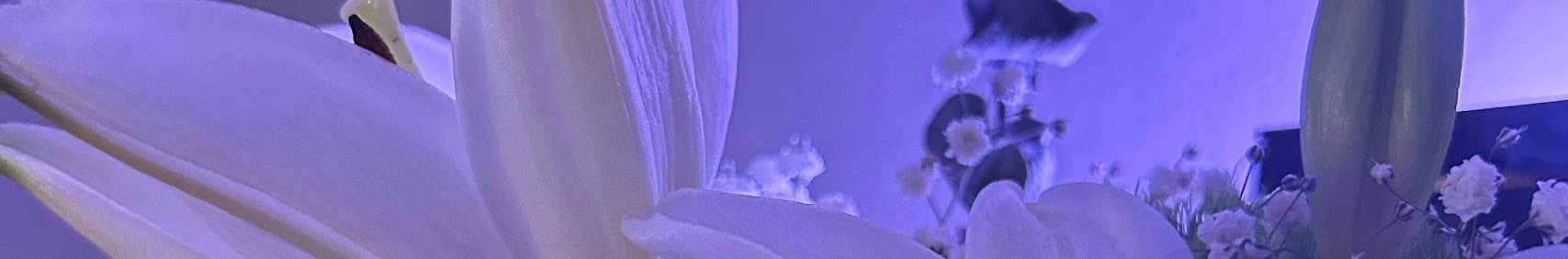 Maddy Jayde banner