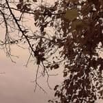 Weekday Mourning